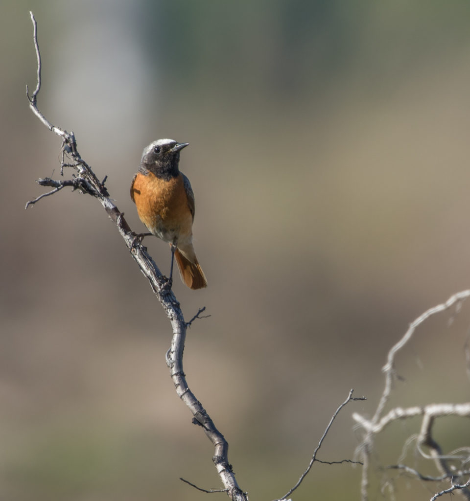 Valokuvaaja: Anne Patana