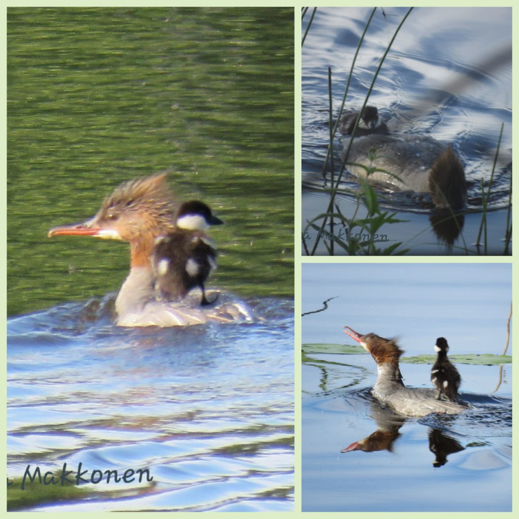 Valokuvaaja: TUULA MAKKONEN