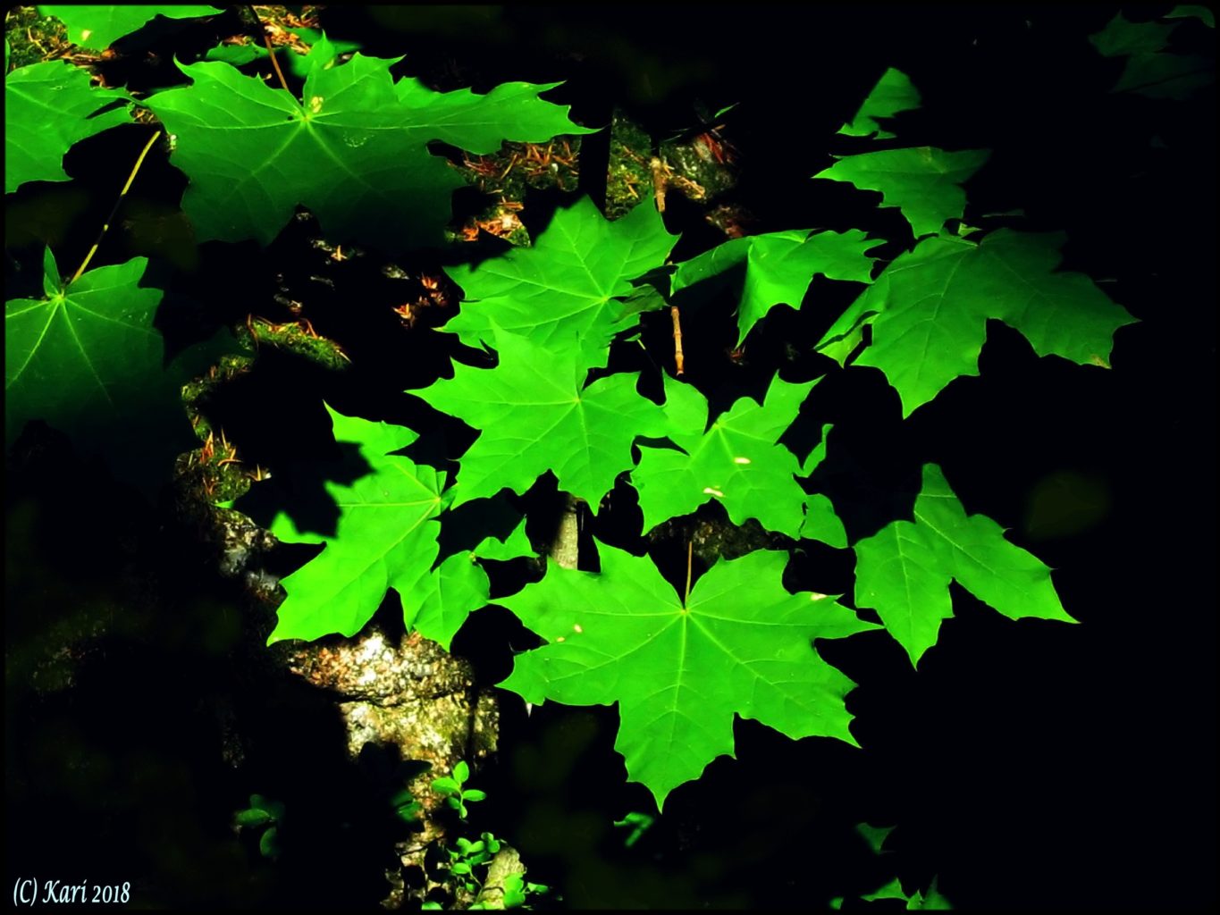 Valokuvaaja: Kari Saarinen