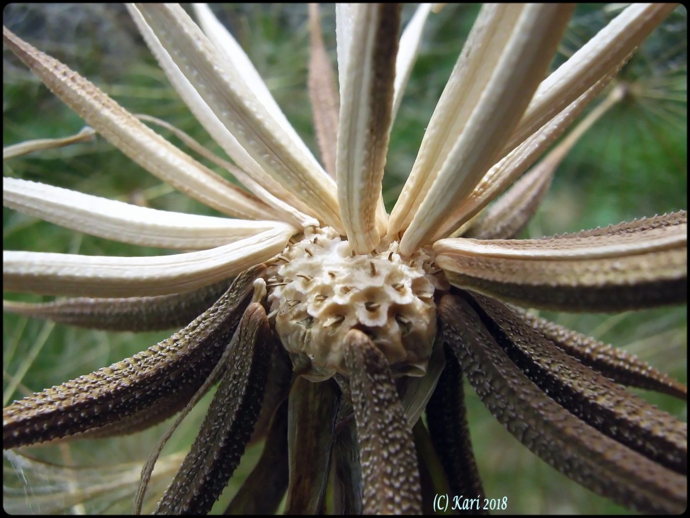 Valokuvaaja: Kari Saarinen