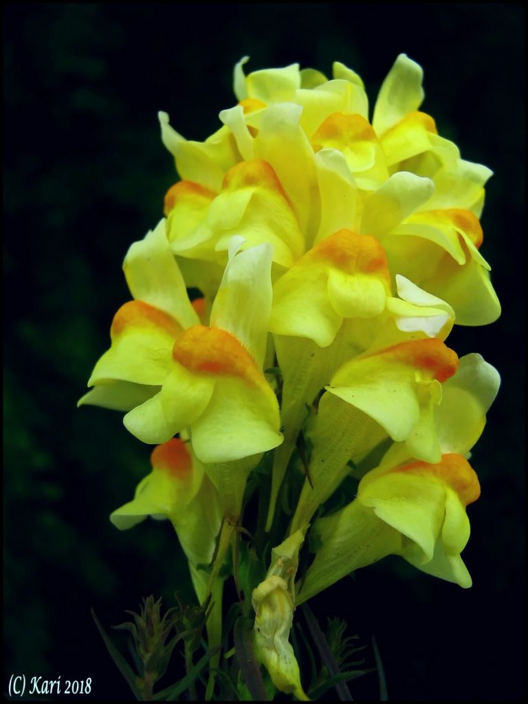 Valokuvaaja: Kari Saarinen