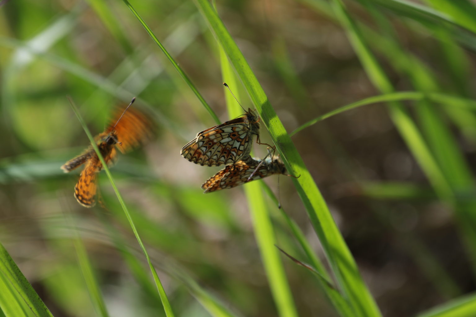 Valokuvaaja: reijo lehtonen