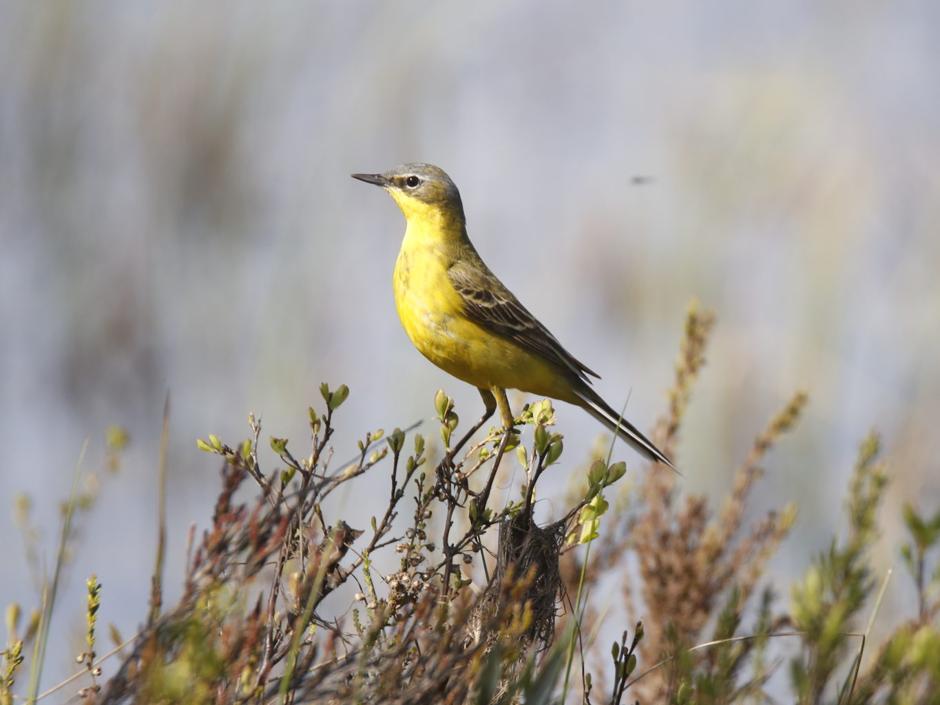 Valokuvaaja: Anne Moilanen