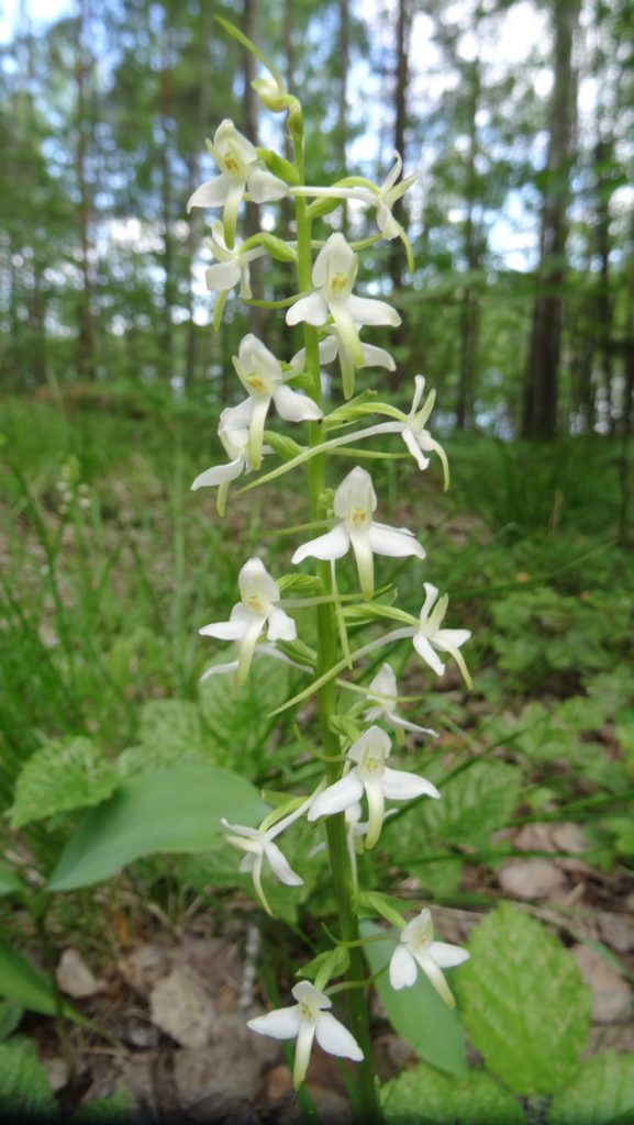 Valokuvaaja: Liisa Niiva-Korpela Valokuvaaja: Liisa Niiva-Korpela