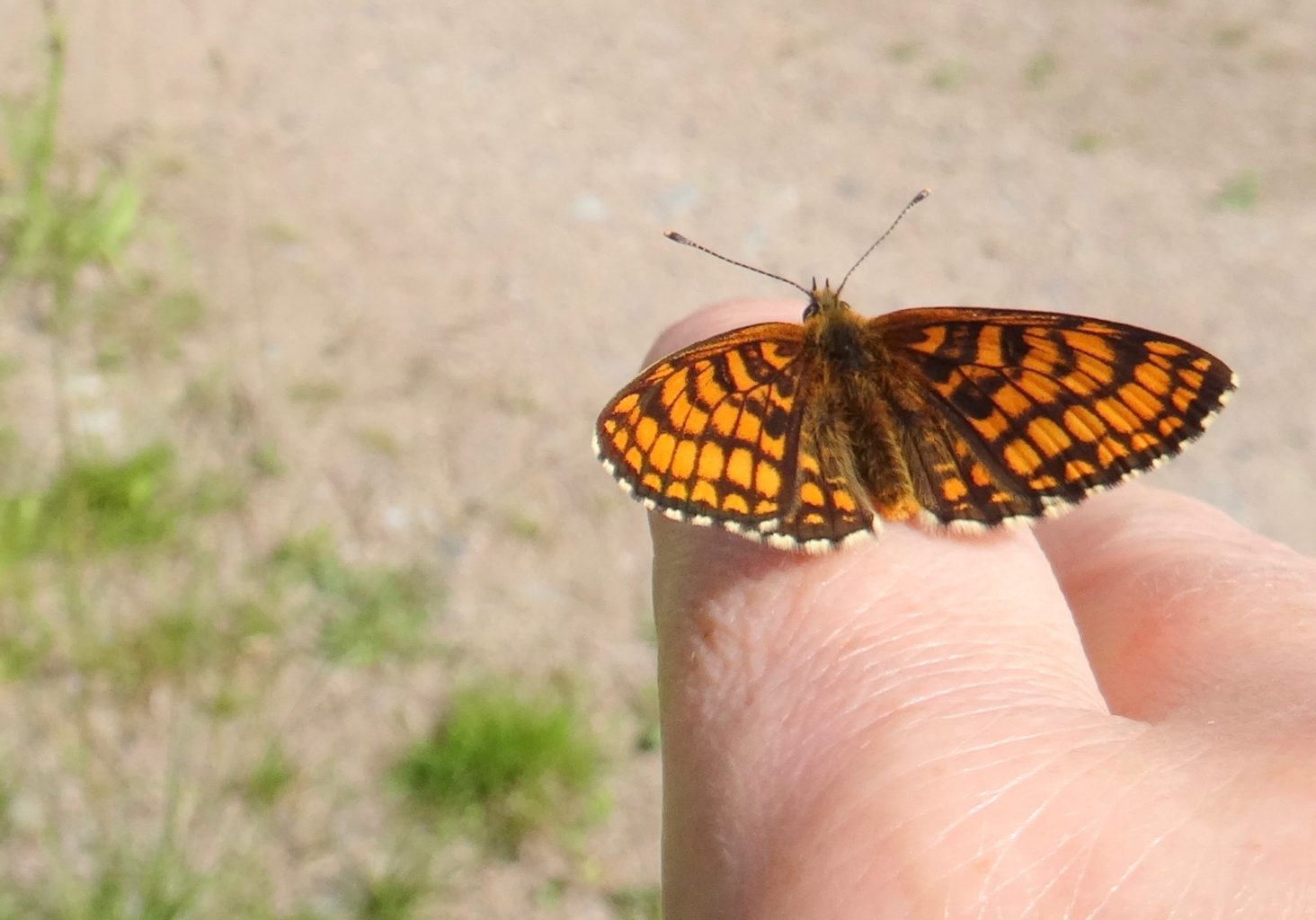 Valokuvaaja: Liisa Niiva-Korpela