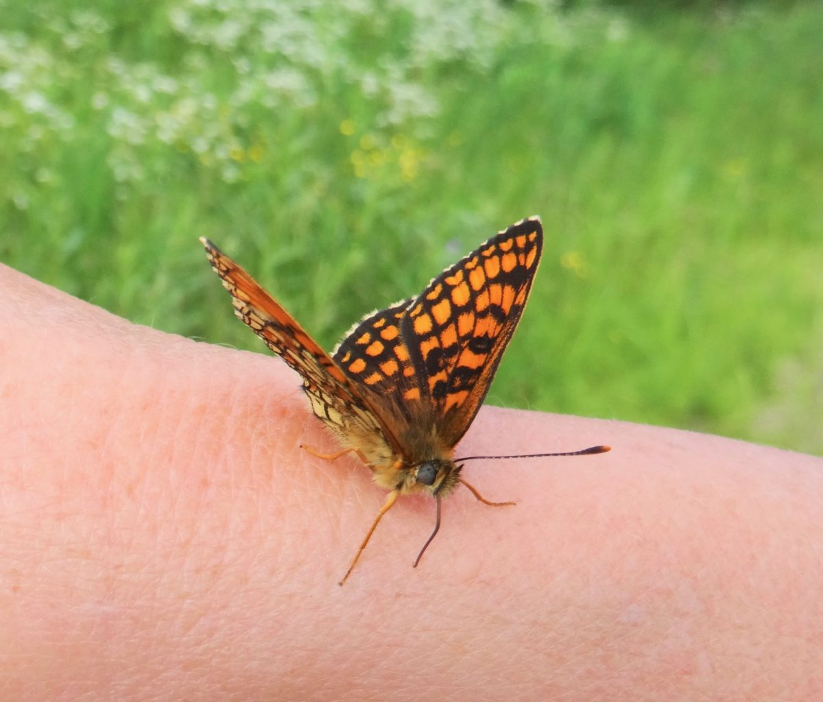 Valokuvaaja: Liisa Niiva-Korpela