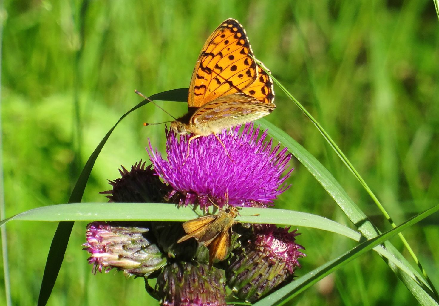 Valokuvaaja: Liisa Niiva-Korpela