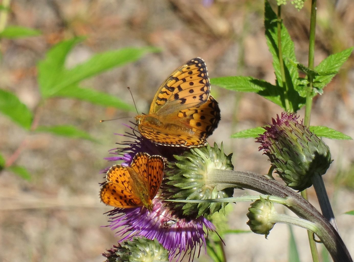 Valokuvaaja: Liisa Niiva-Korpela