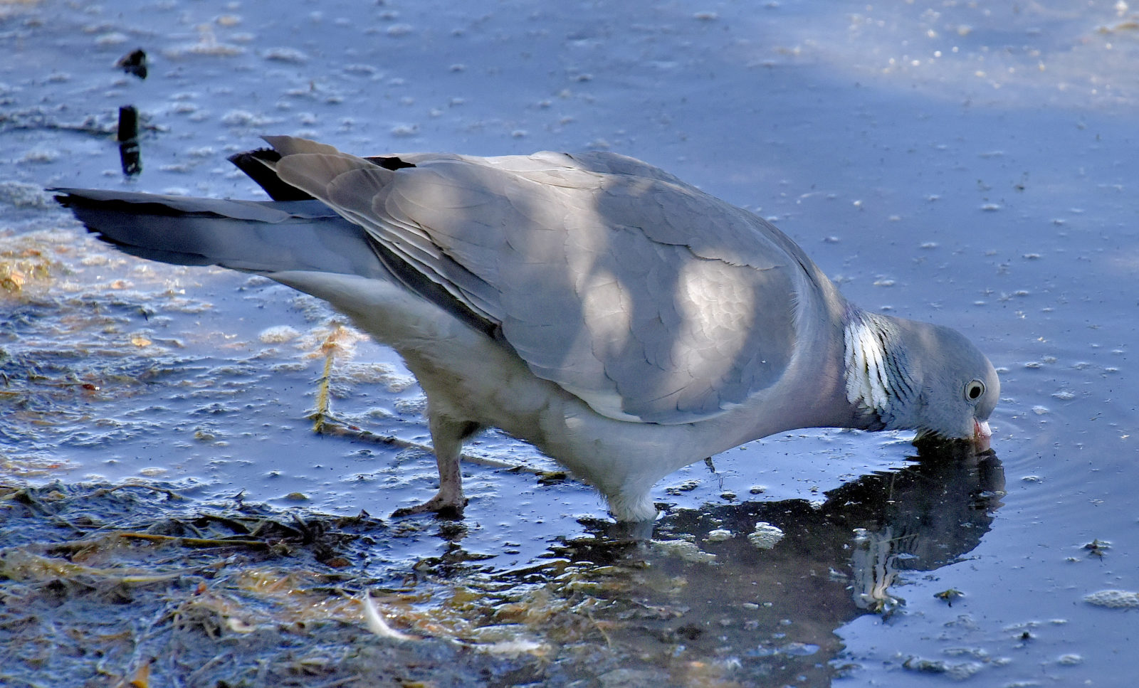 Valokuvaaja: Reijo Juurinen Valokuvaaja: Reijo Juurinen