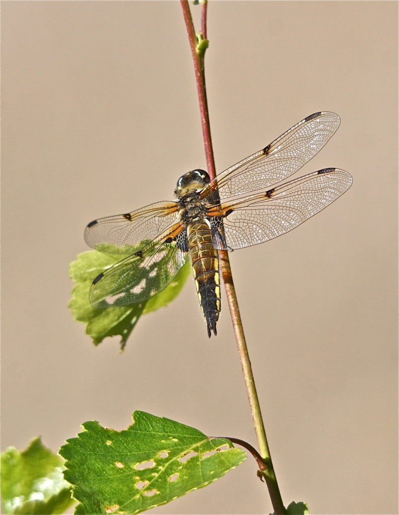 Valokuvaaja: Markku Ranta-Eilola