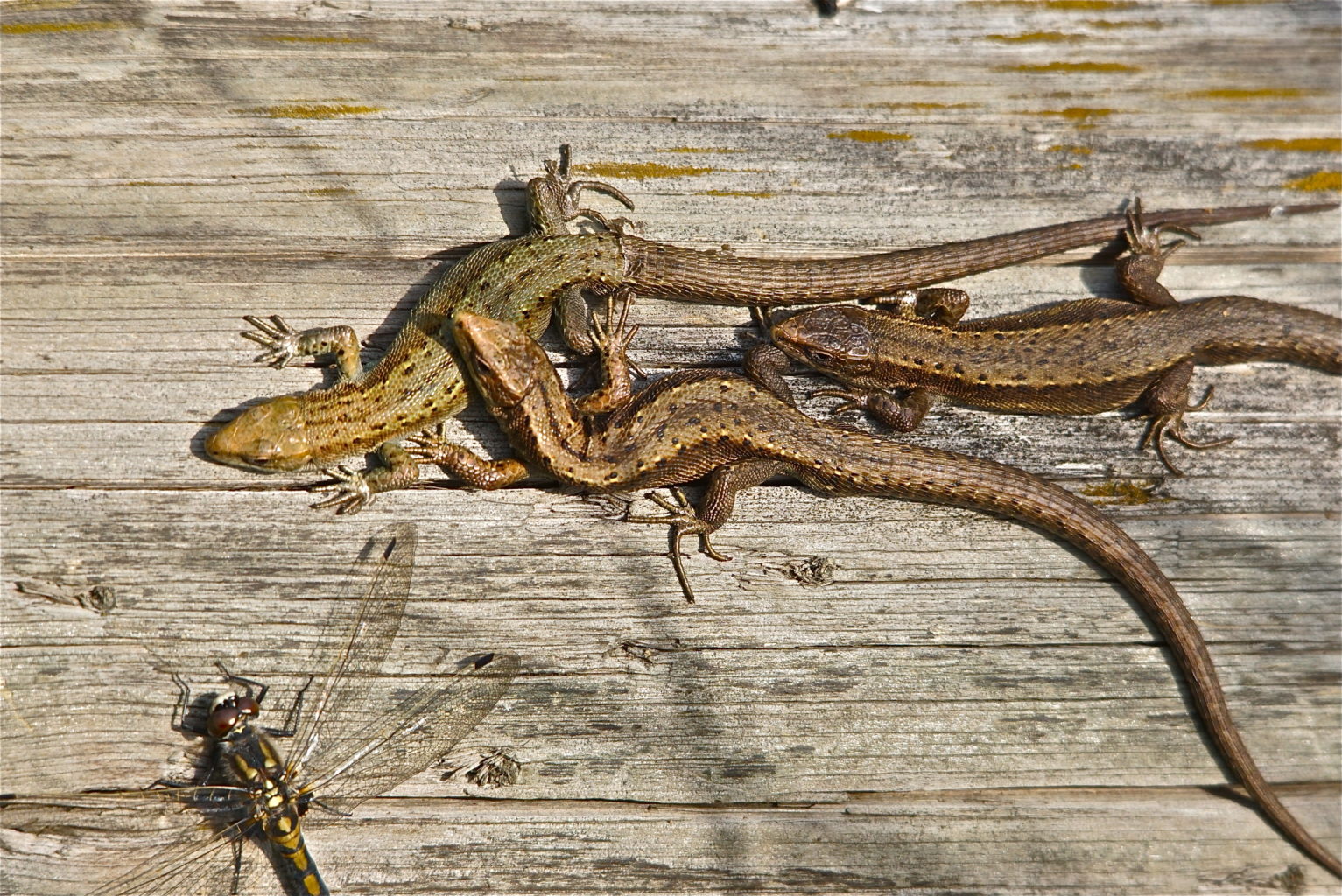 Valokuvaaja: Markku Ranta-Eilola Valokuvaaja: Markku Ranta-Eilola