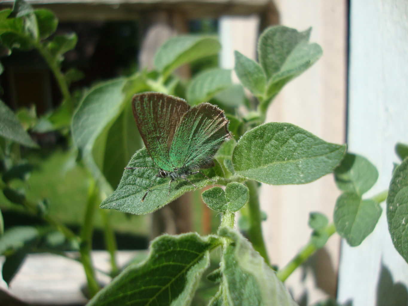 Valokuvaaja: Anja Mustamaa