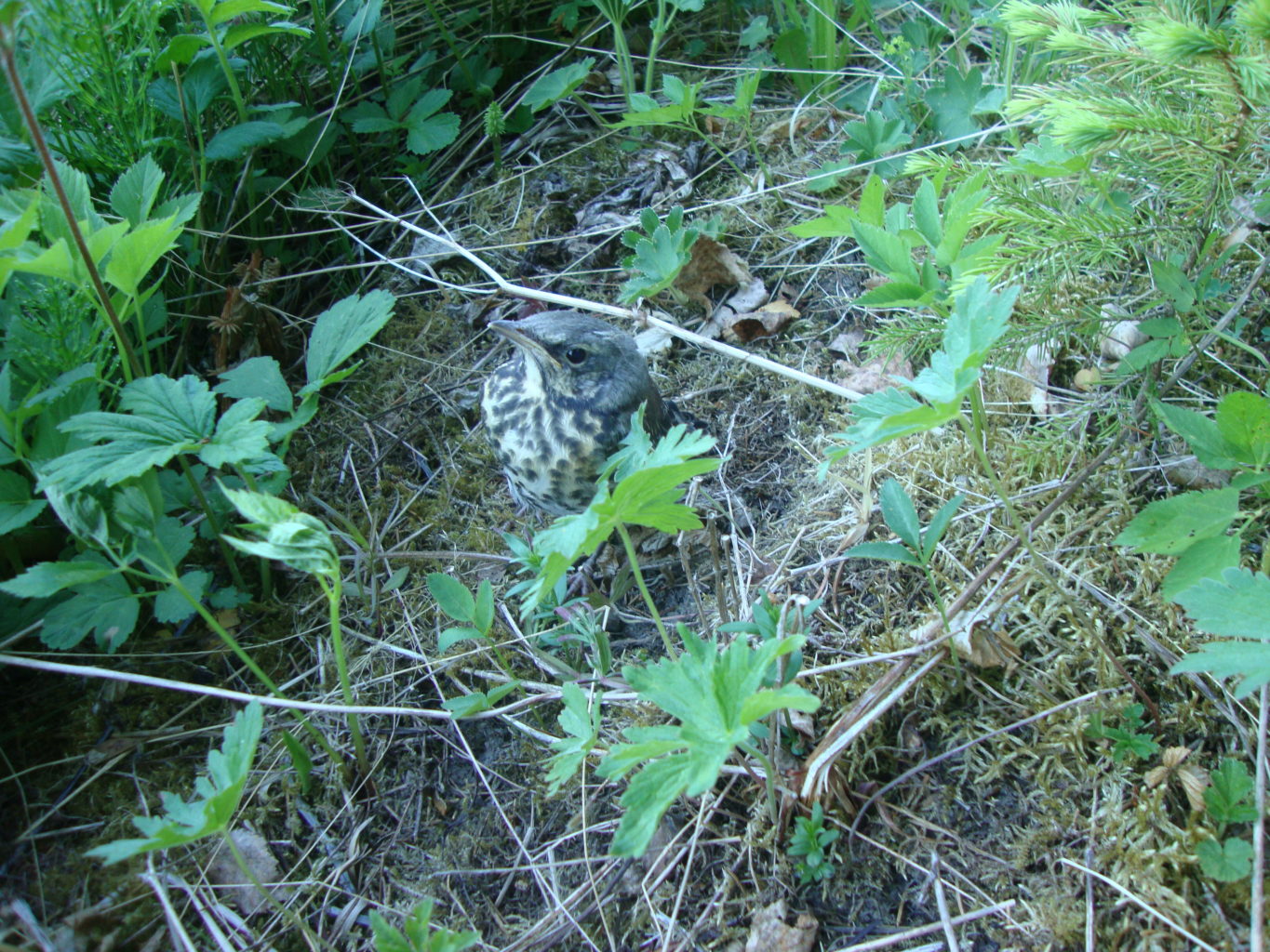 Valokuvaaja: Anja Mustamaa