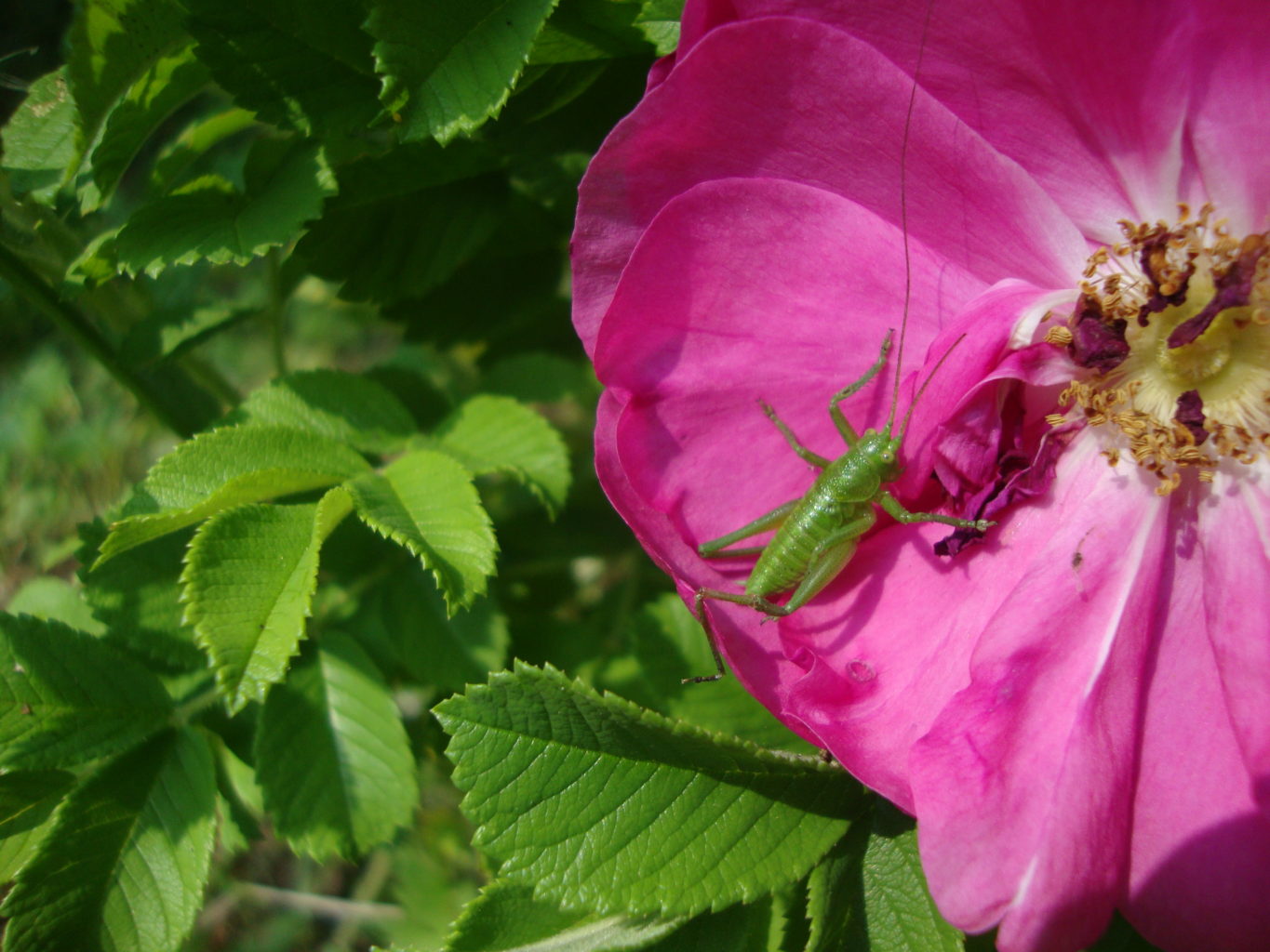 Valokuvaaja: Anja Mustamaa Valokuvaaja: Anja Mustamaa