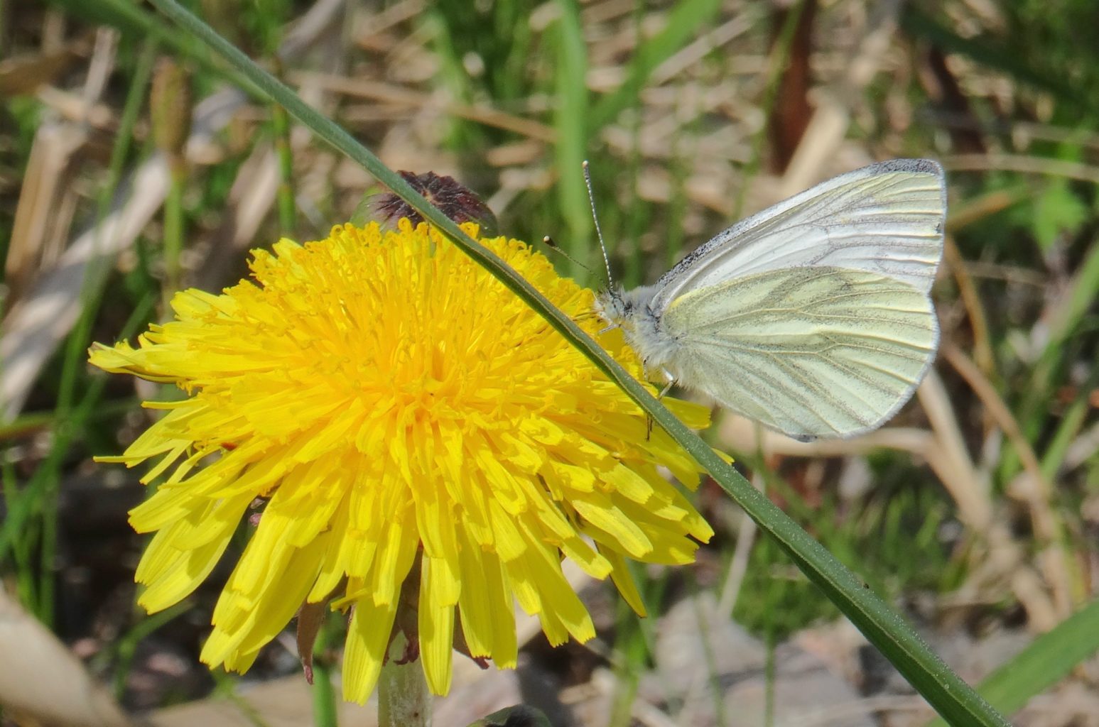 Valokuvaaja: Liisa Niiva-Korpela