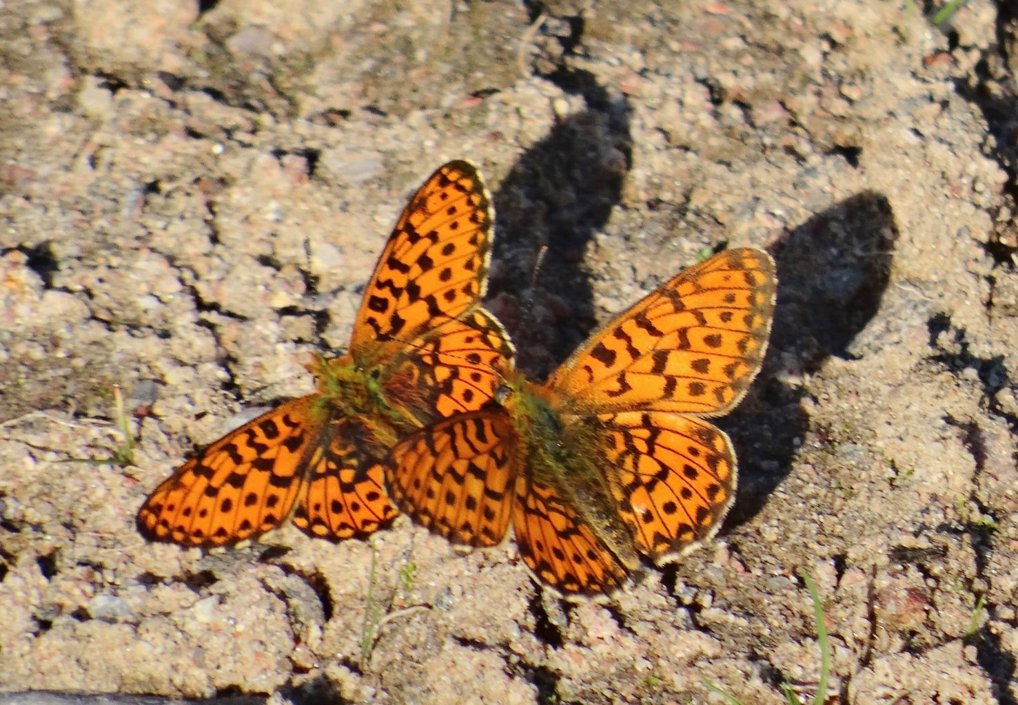 Valokuvaaja: Liisa Niiva-Korpela