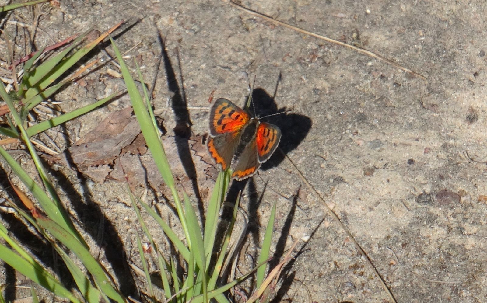Valokuvaaja: Liisa Niiva-Korpela