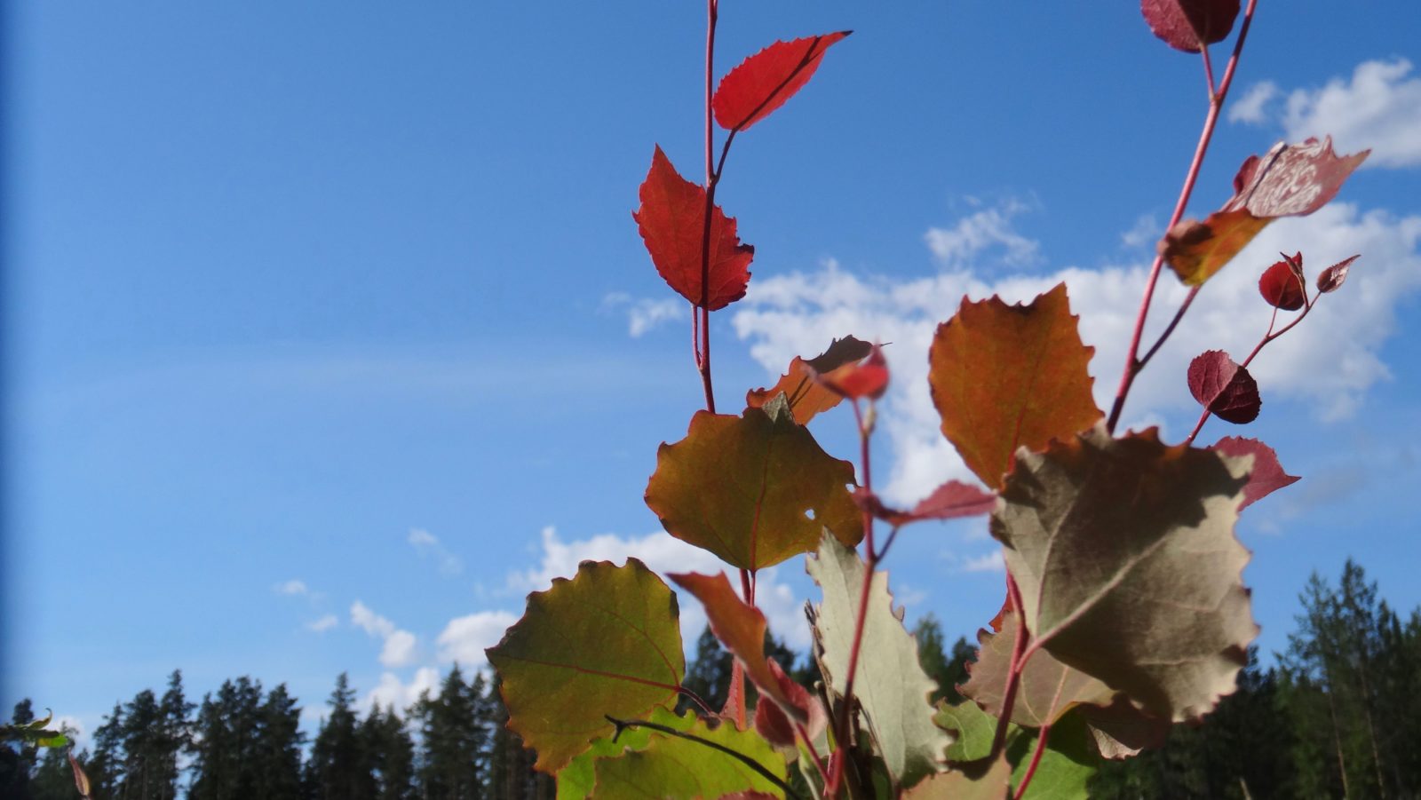 Valokuvaaja: Liisa Niiva-Korpela Valokuvaaja: Liisa Niiva-Korpela