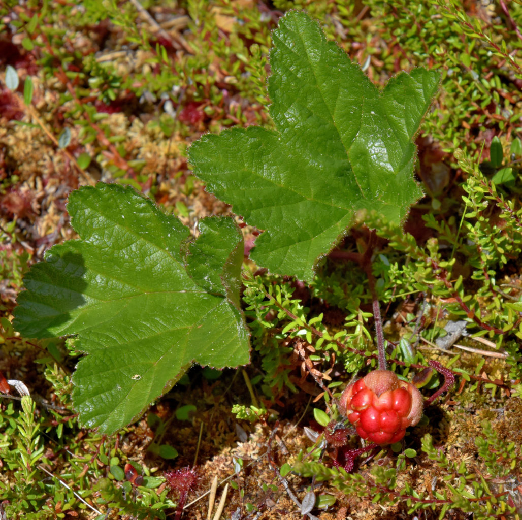 Valokuvaaja: Reijo Juurinen Valokuvaaja: Reijo Juurinen