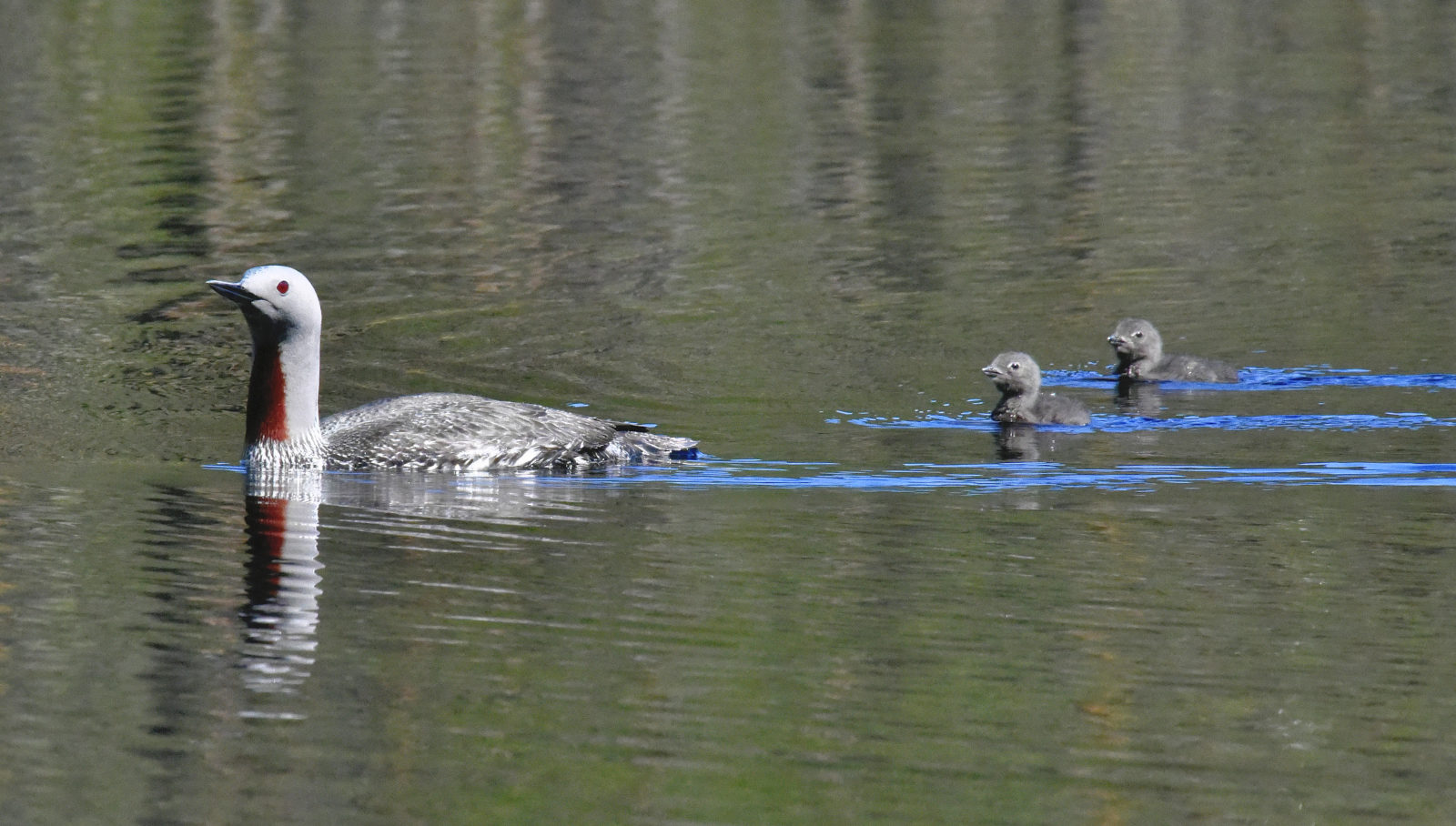 Valokuvaaja: Reijo Juurinen