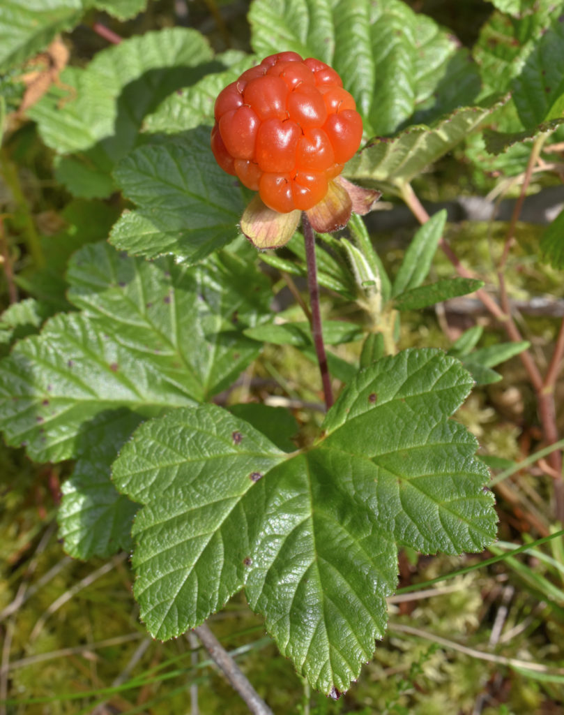 Valokuvaaja: Reijo Juurinen