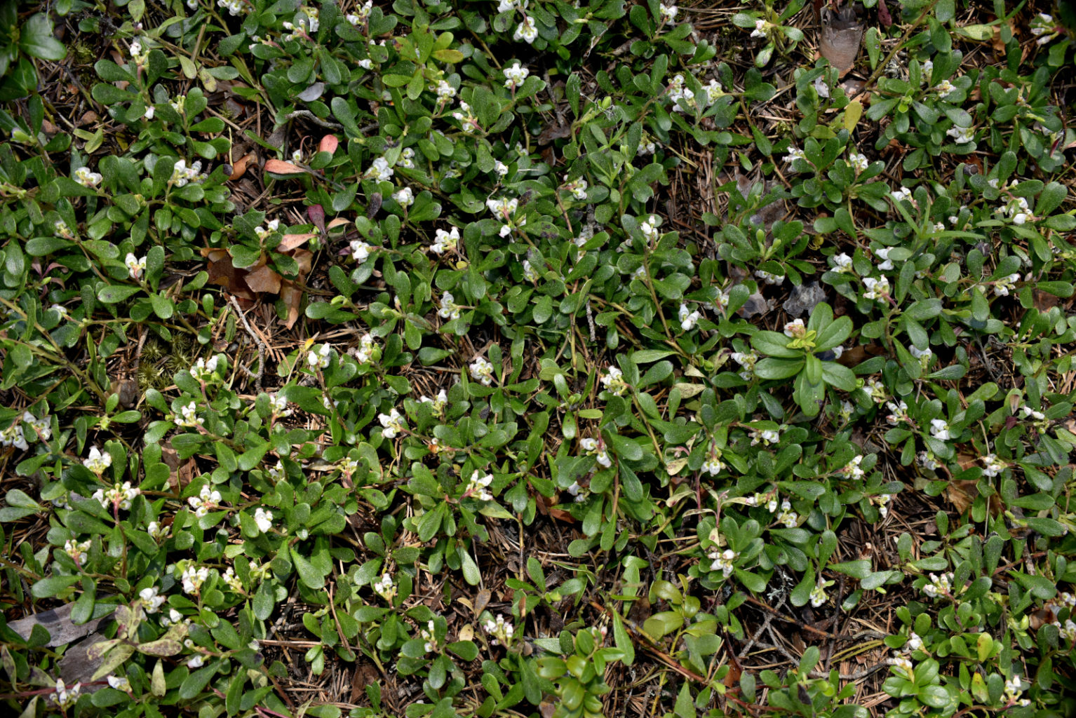 Valokuvaaja: Reijo Juurinen