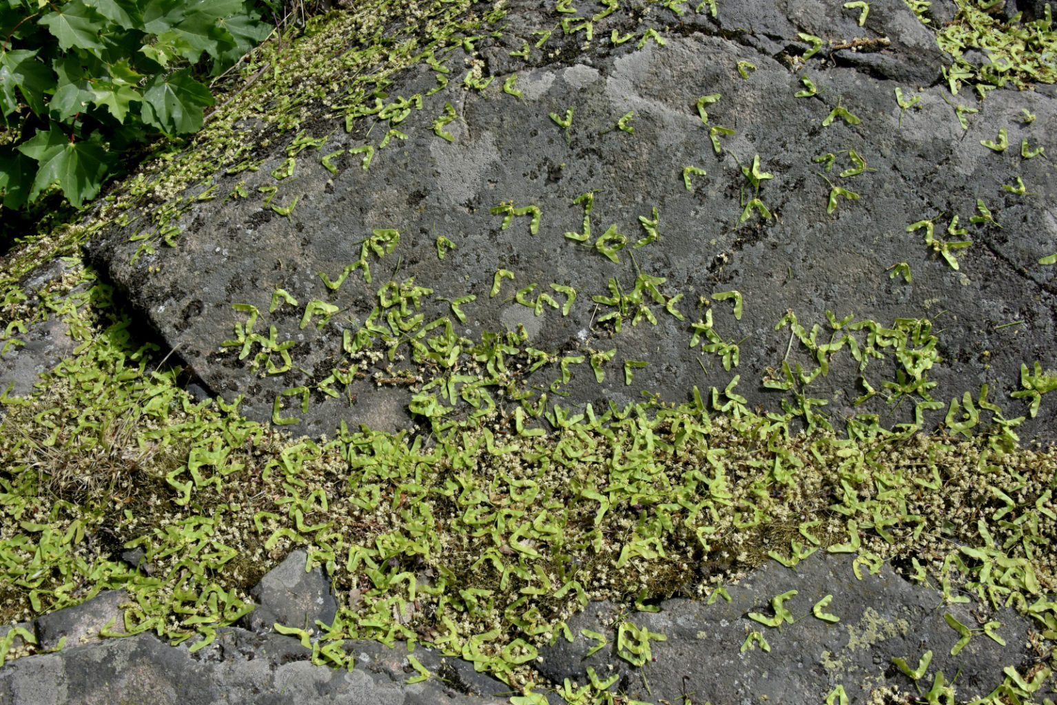 Valokuvaaja: Reijo Juurinen