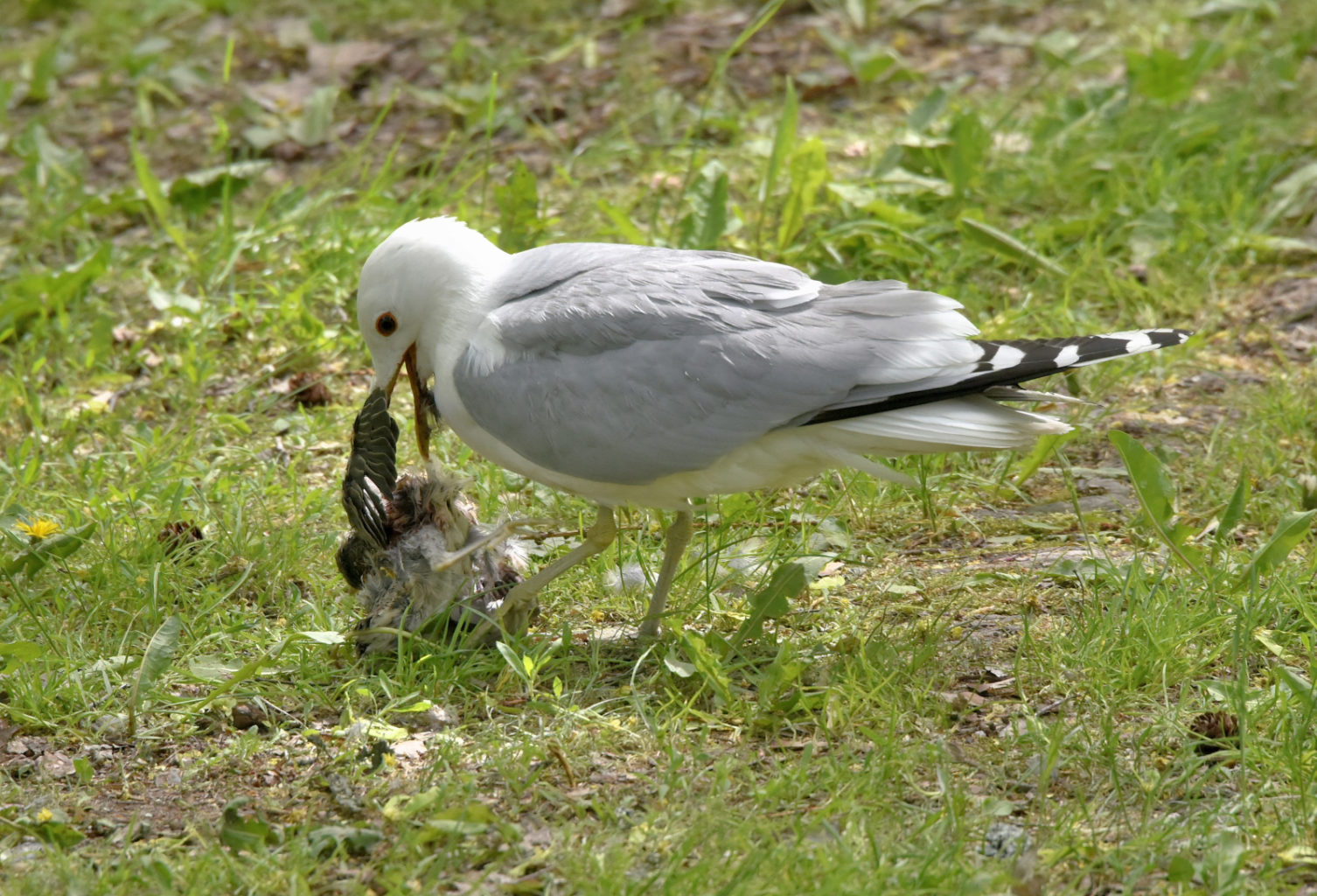 Valokuvaaja: Reijo Juurinen
