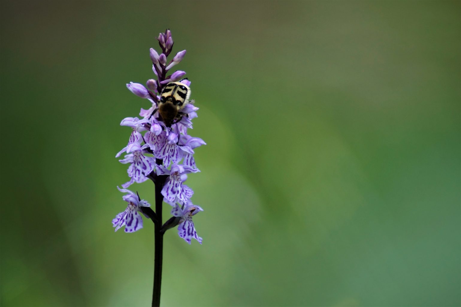Valokuvaaja: Maarit Siitonen Valokuvaaja: Maarit Siitonen