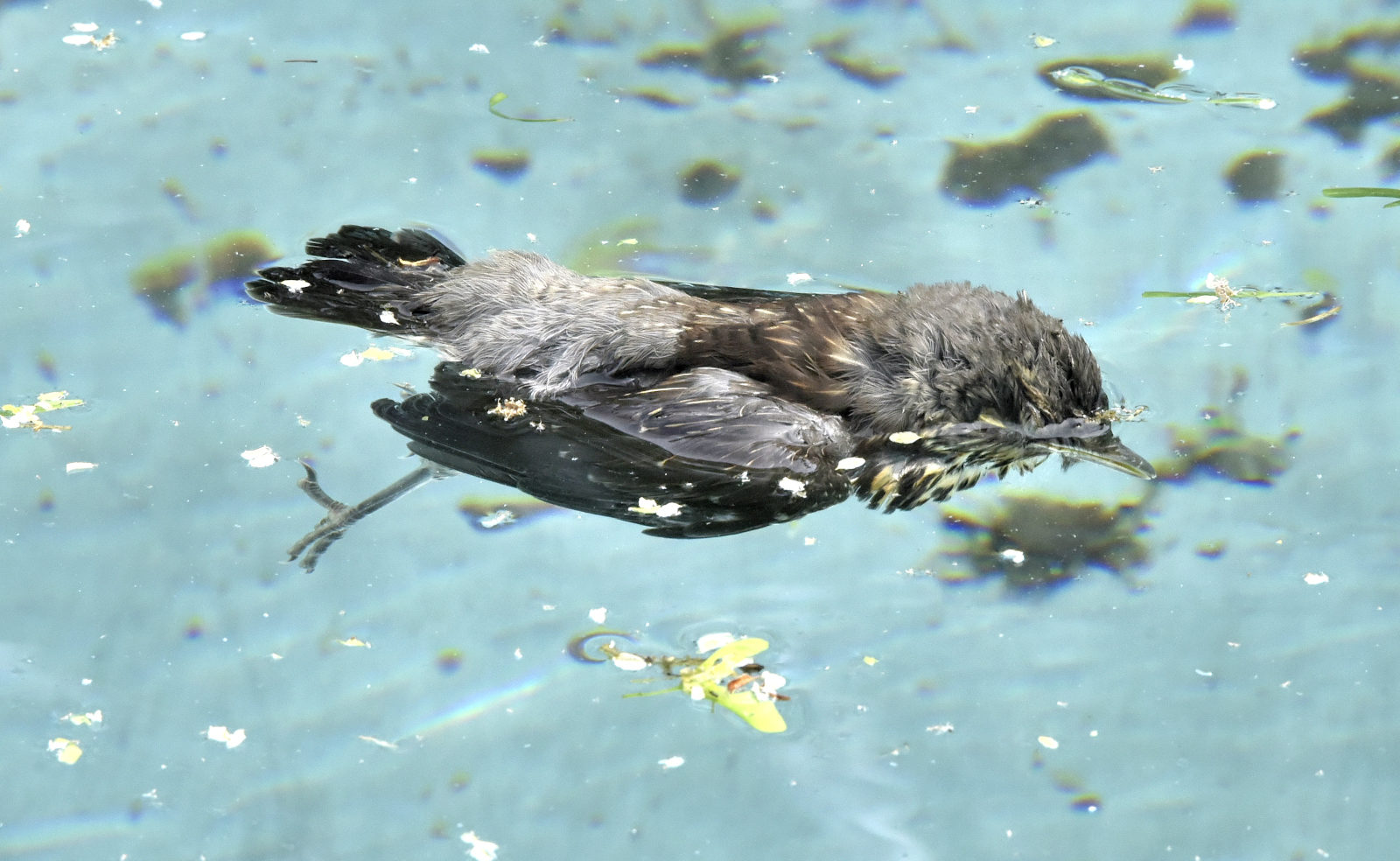 Valokuvaaja: Reijo Juurinen