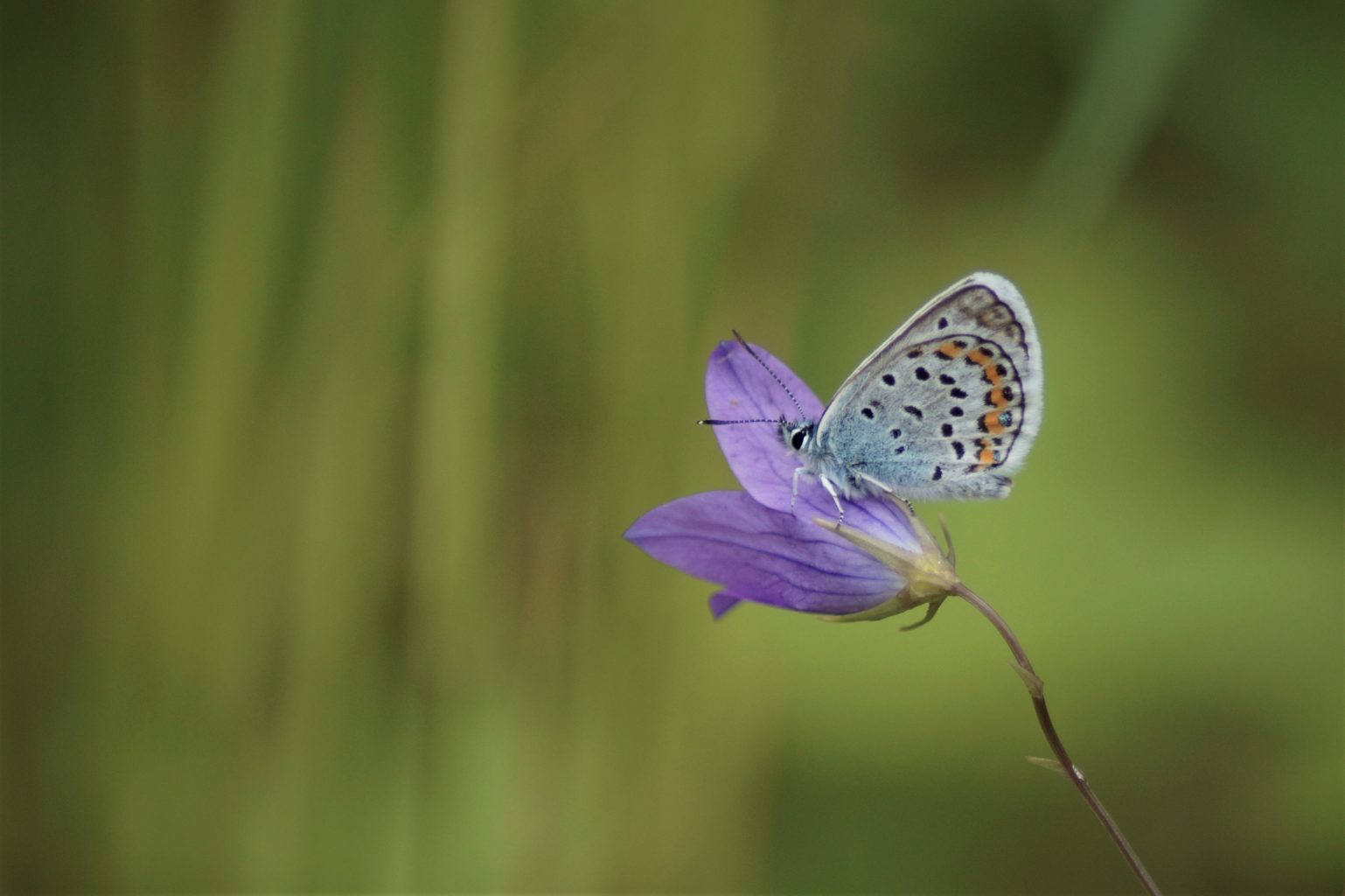 Valokuvaaja: Maarit Siitonen