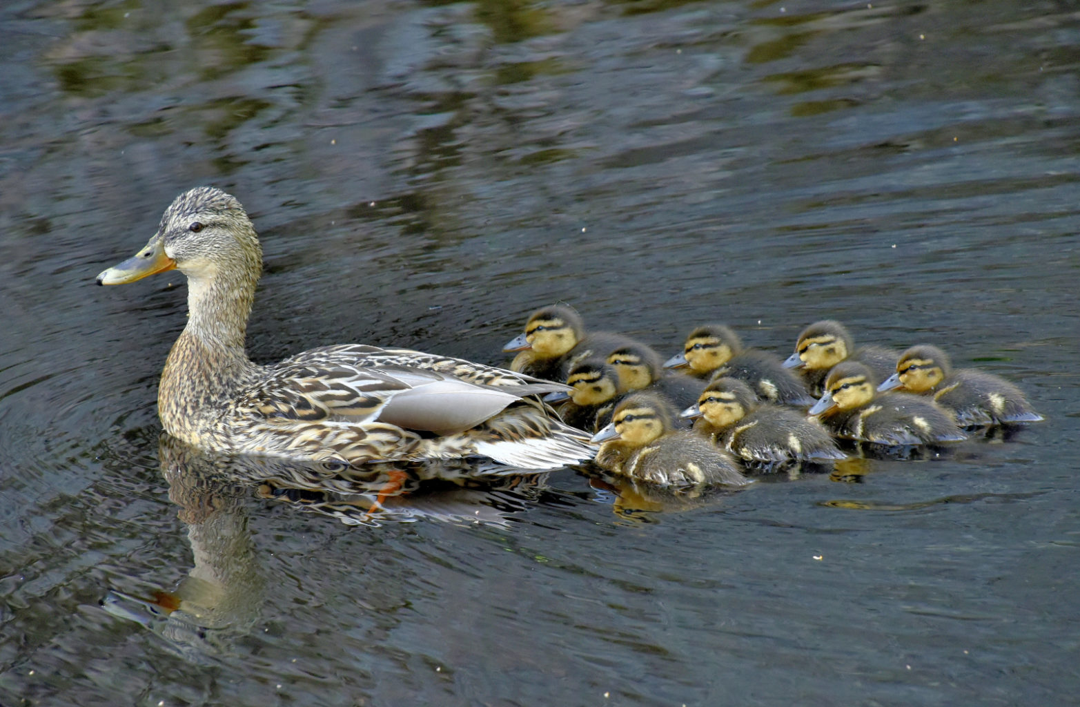 Valokuvaaja: Reijo Juurinen