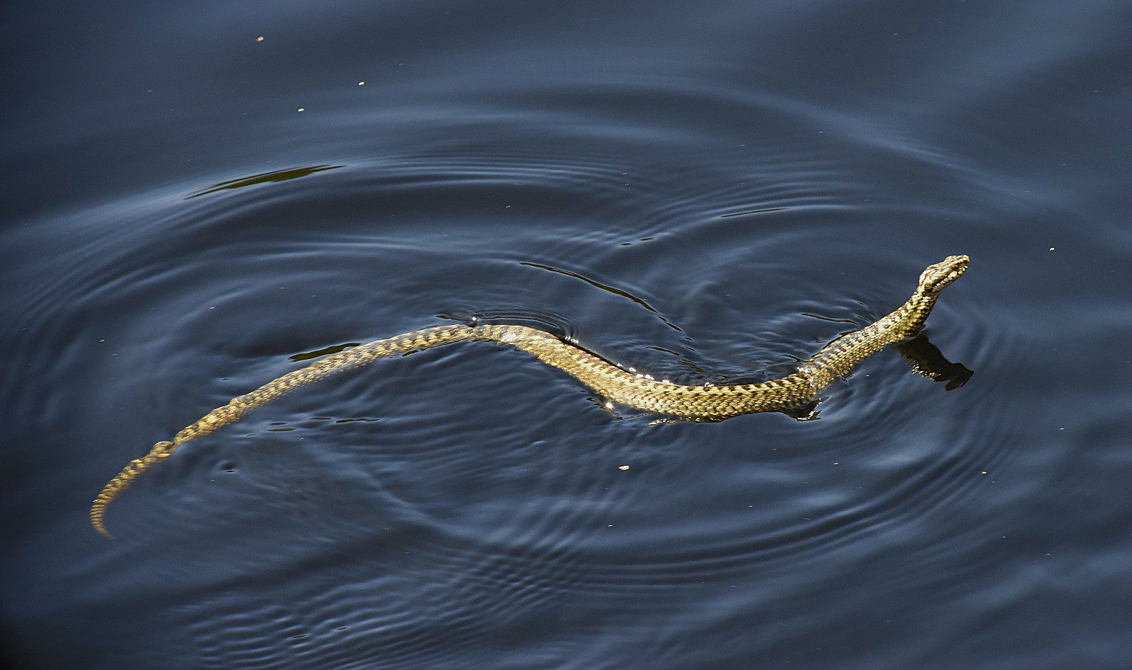 Valokuvaaja: Reijo Juurinen