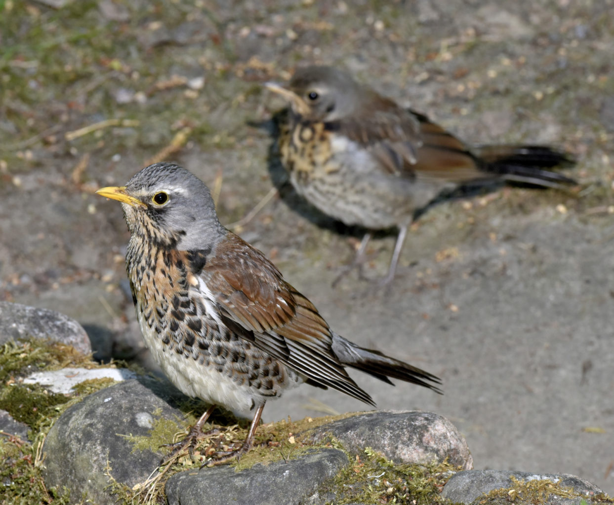 Valokuvaaja: Reijo Juurinen