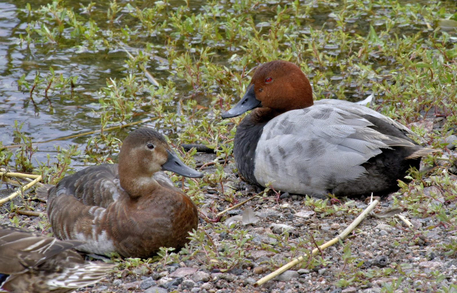 Valokuvaaja: Reijo Juurinen
