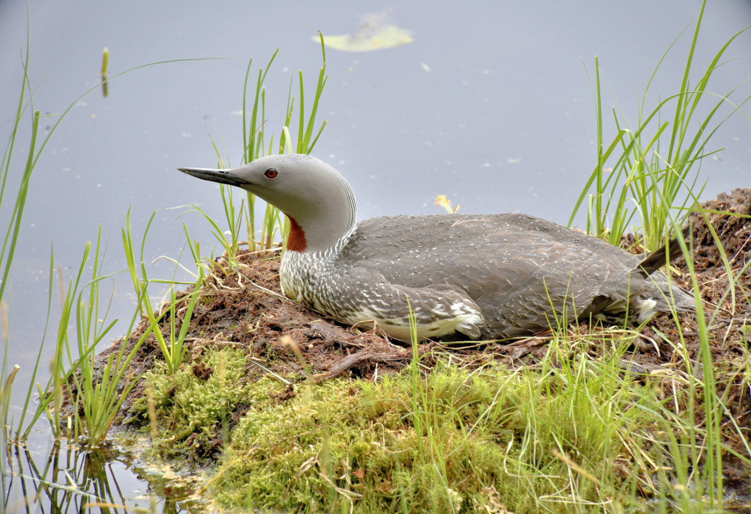 Valokuvaaja: Reijo Juurinen