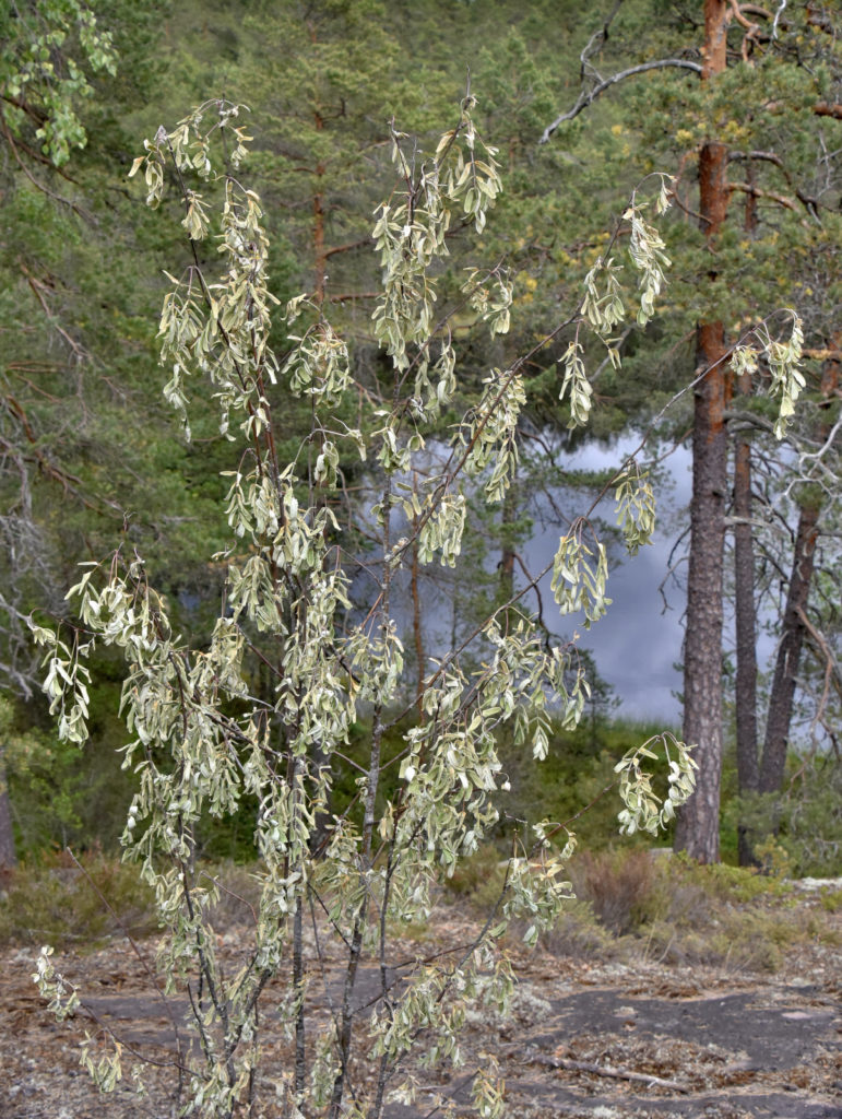 Valokuvaaja: Reijo Juurinen