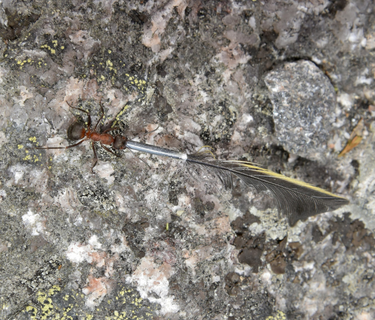 Valokuvaaja: Reijo Juurinen