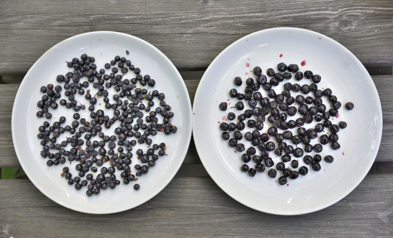 Valokuvaaja: Reijo Juurinen Valokuvaaja: Reijo Juurinen