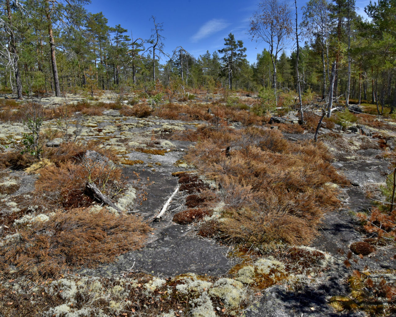 Valokuvaaja: Reijo Juurinen