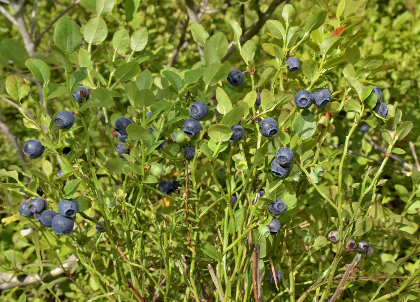 Valokuvaaja: Reijo Juurinen