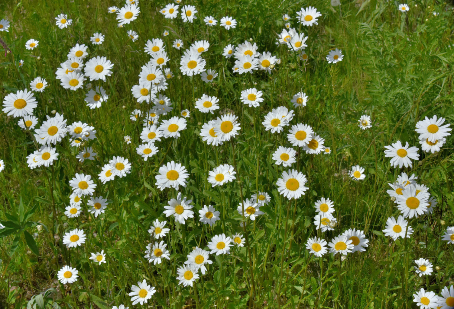 Valokuvaaja: Reijo Juurinen Valokuvaaja: Reijo Juurinen