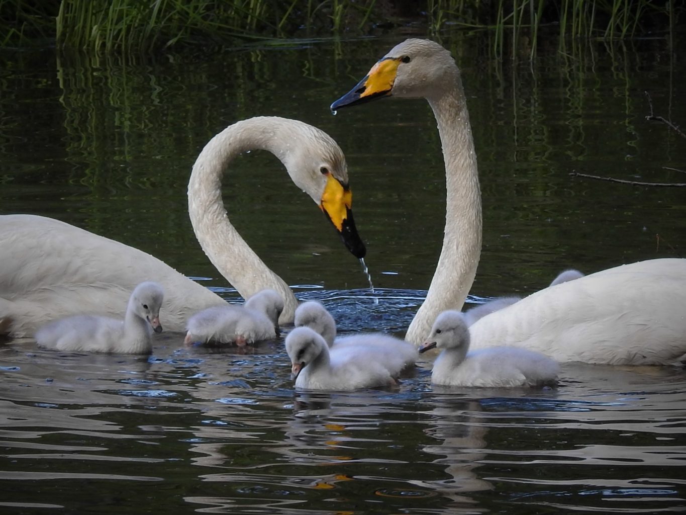 Valokuvaaja: Maarit Siitonen