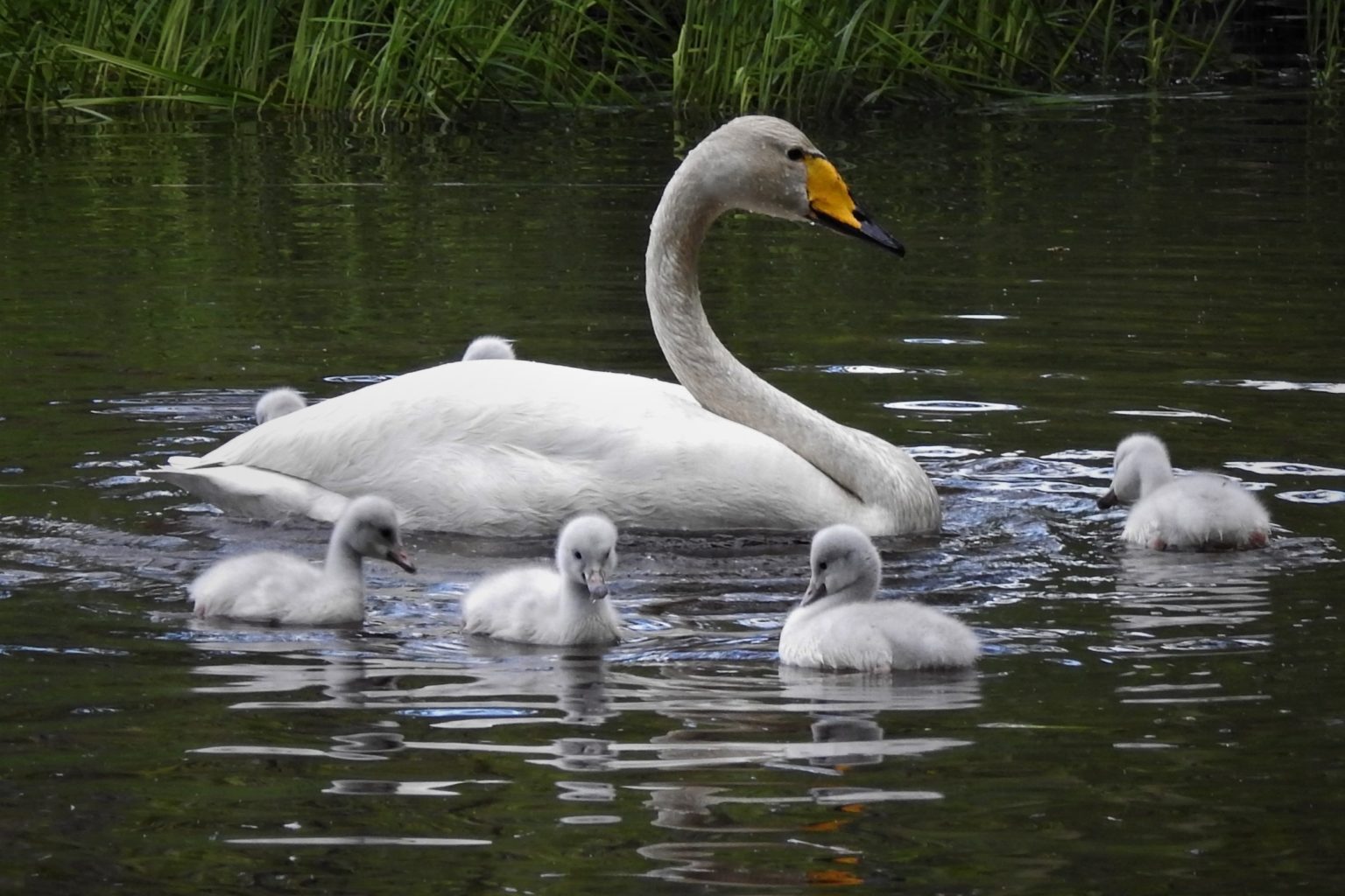 Valokuvaaja: Maarit Siitonen