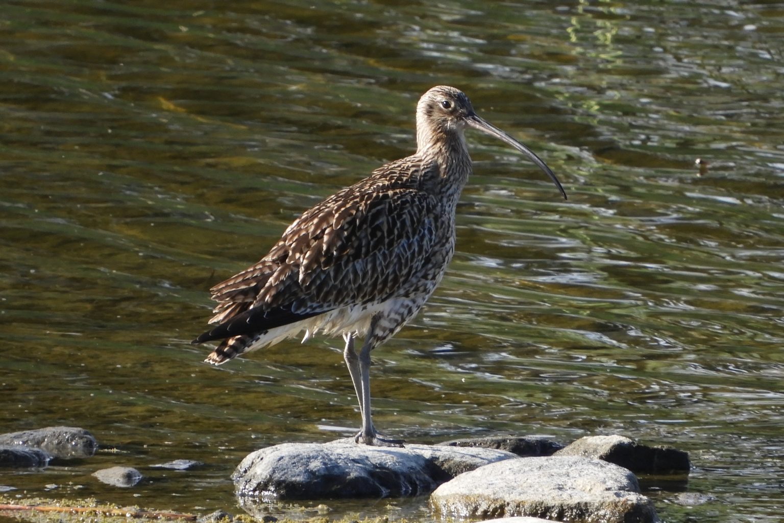 Valokuvaaja: Sirkka Perttu