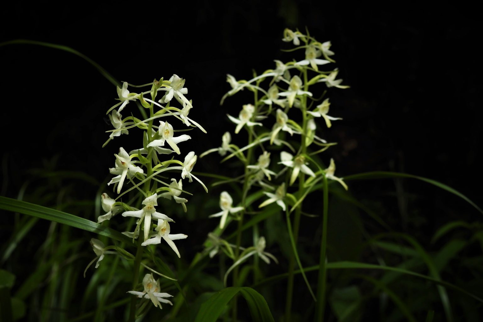 Valokuvaaja: Maarit Siitonen