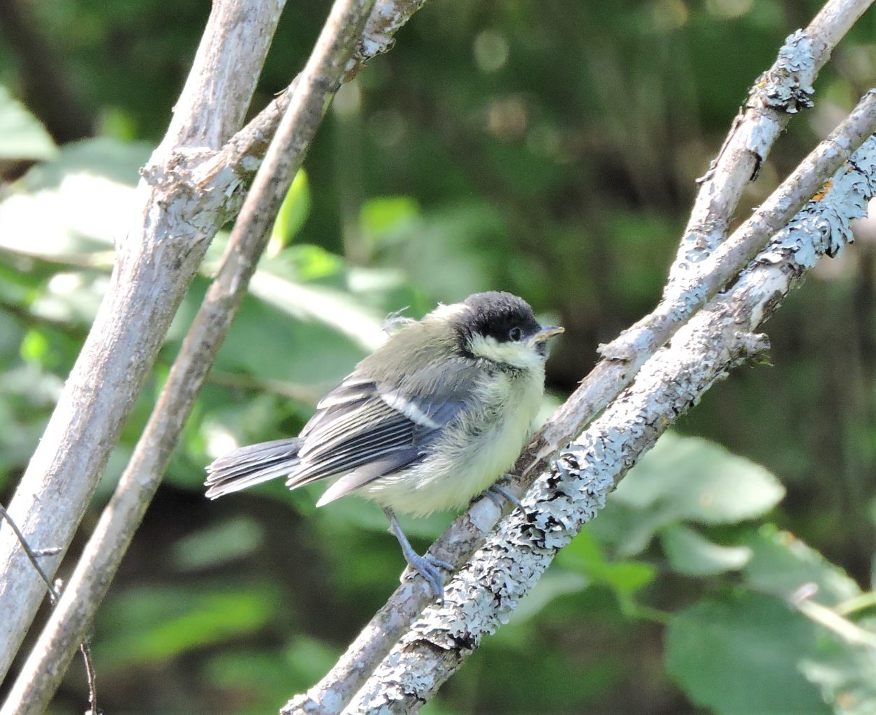 Valokuvaaja: Mervi Kaasalainen