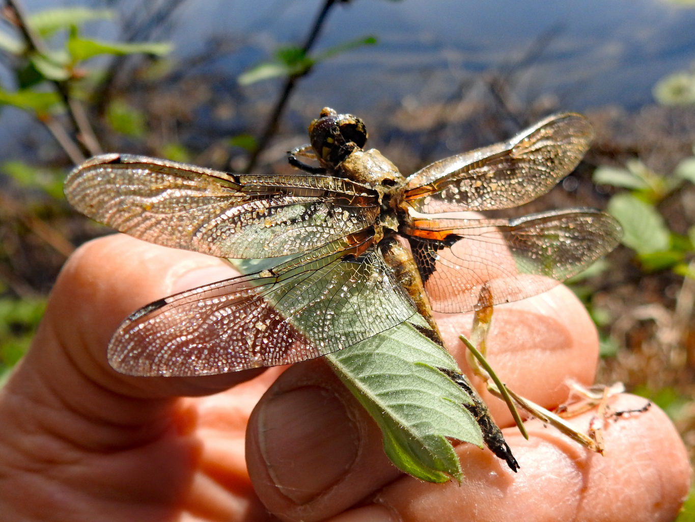 Valokuvaaja: Paavo Siukonen