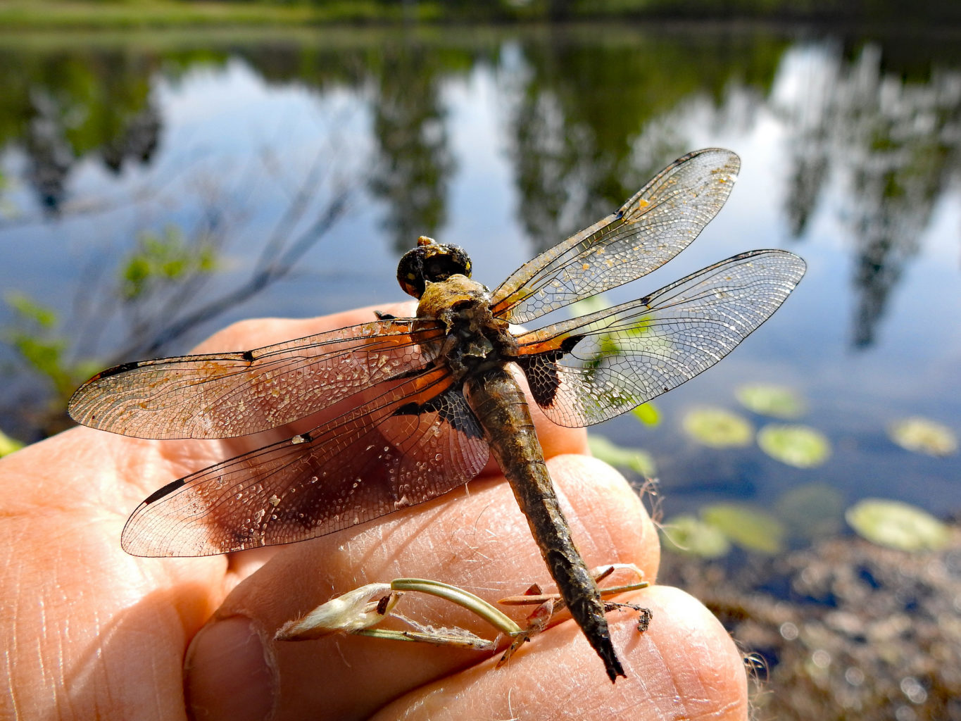 Valokuvaaja: Paavo Siukonen