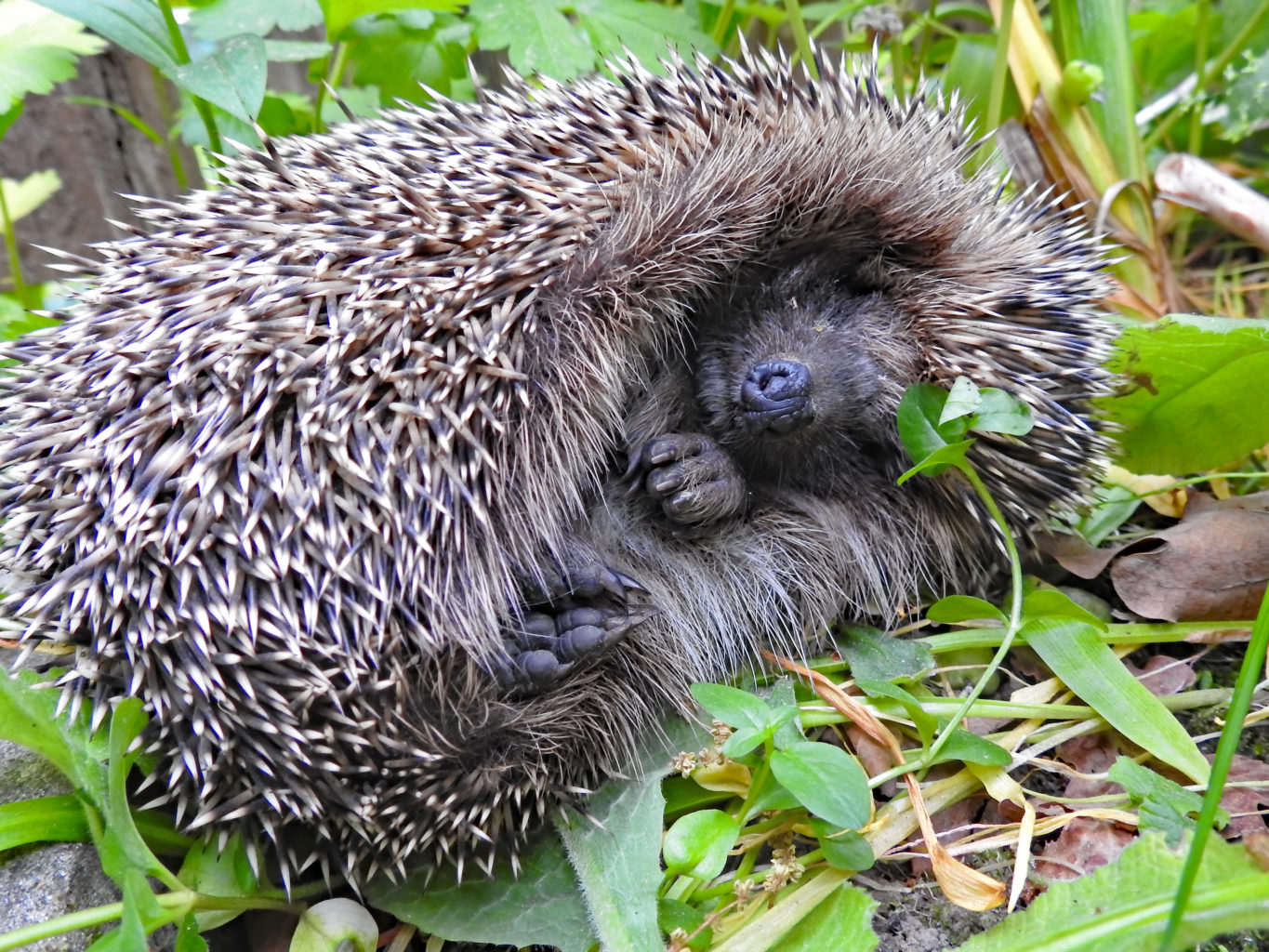 Valokuvaaja: Paavo Siukonen